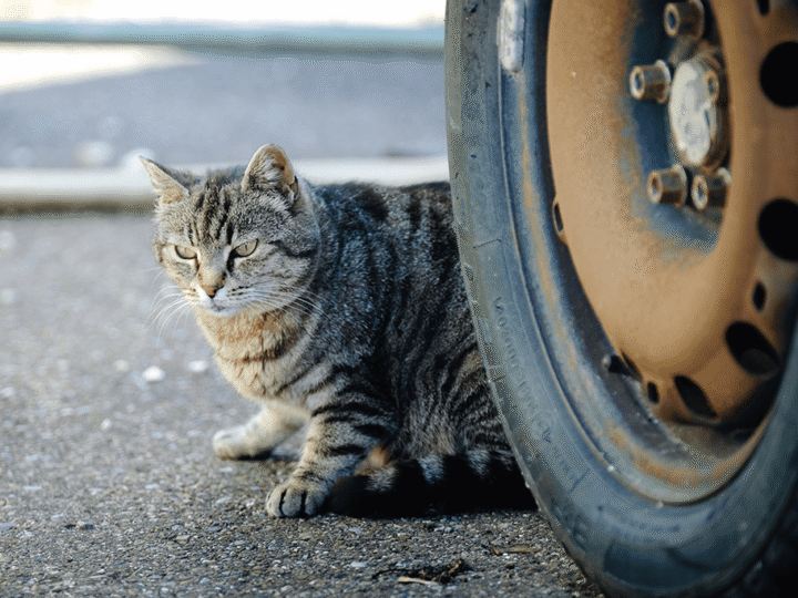 chat renversé par une voiture