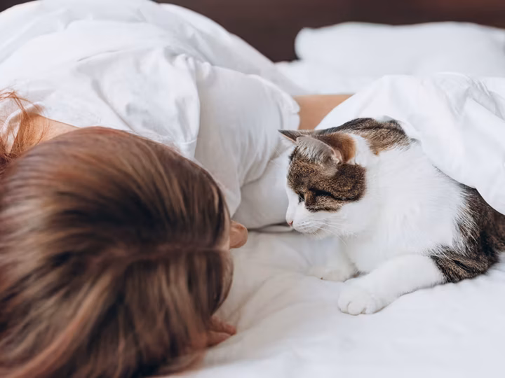 un chat qui réveille son maître chaque matin