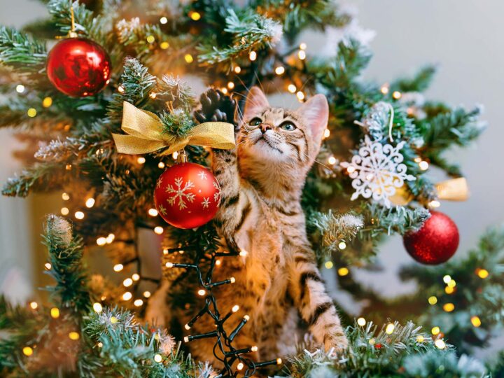 éloigner le chat du sapin
