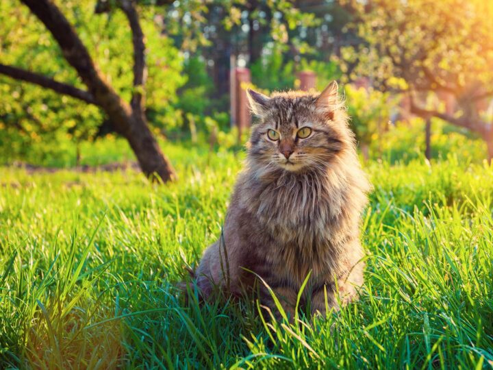 un chat Sibérien