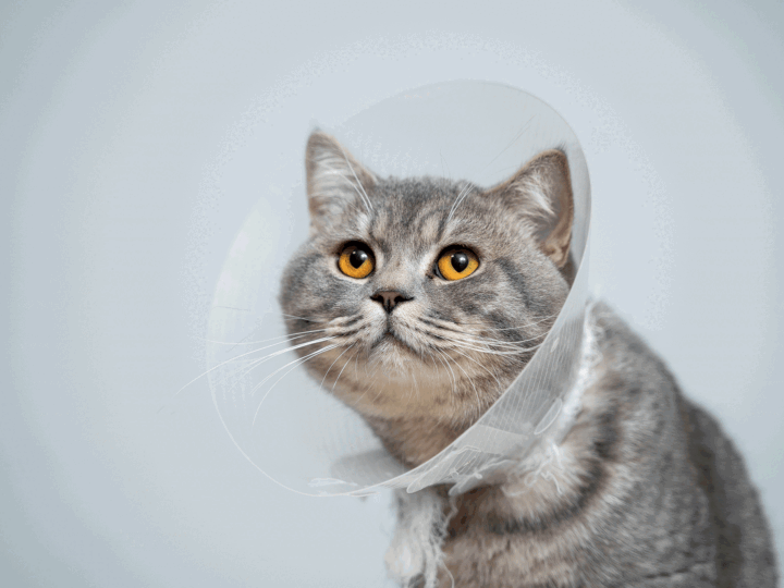 Un chat stérilisé avec une collerette