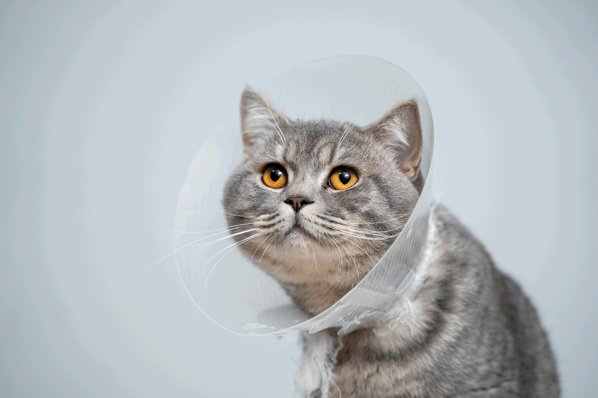 Un chat stérilisé avec une collerette