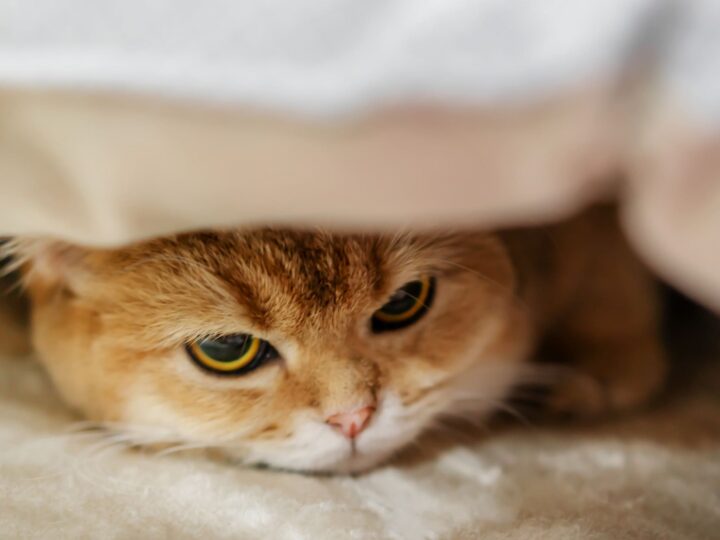un chat stressé