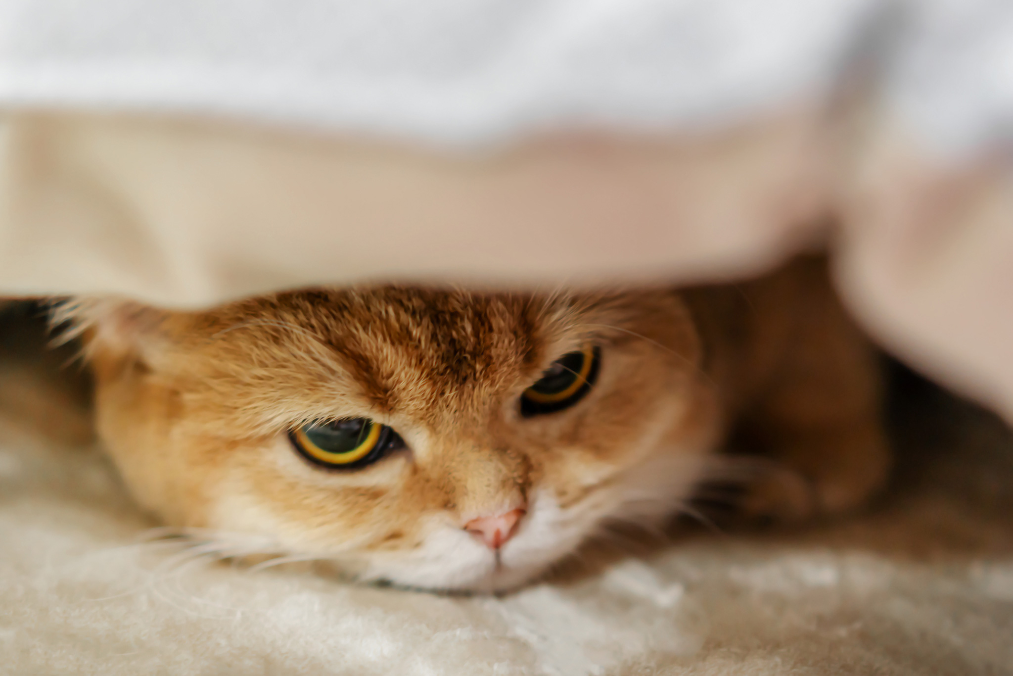 un chat stressé