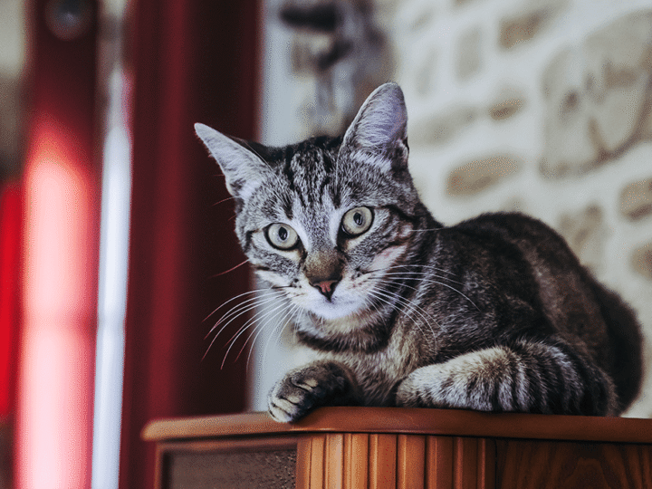 le chat tabby