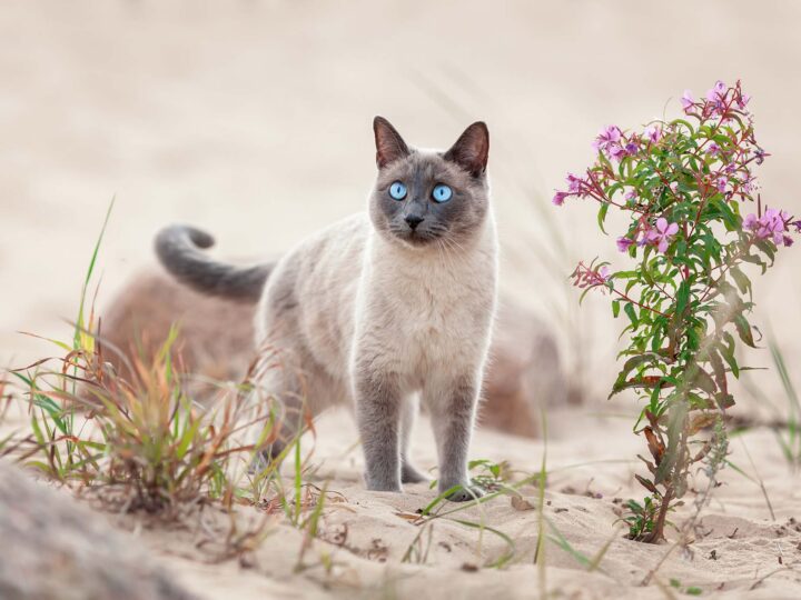 un chat thaï
