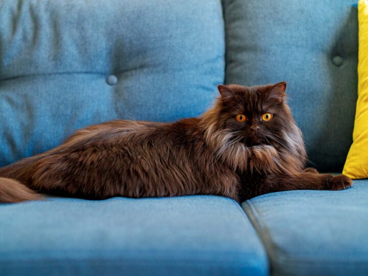 un chat tiffany