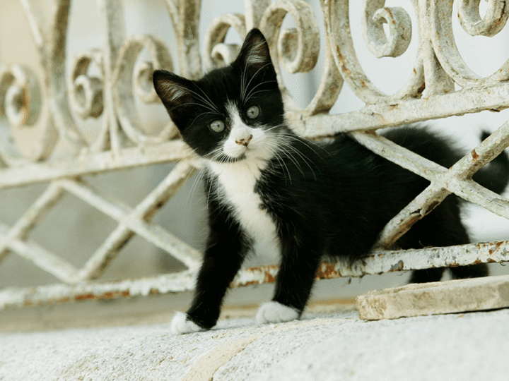 chat tombé du balcon