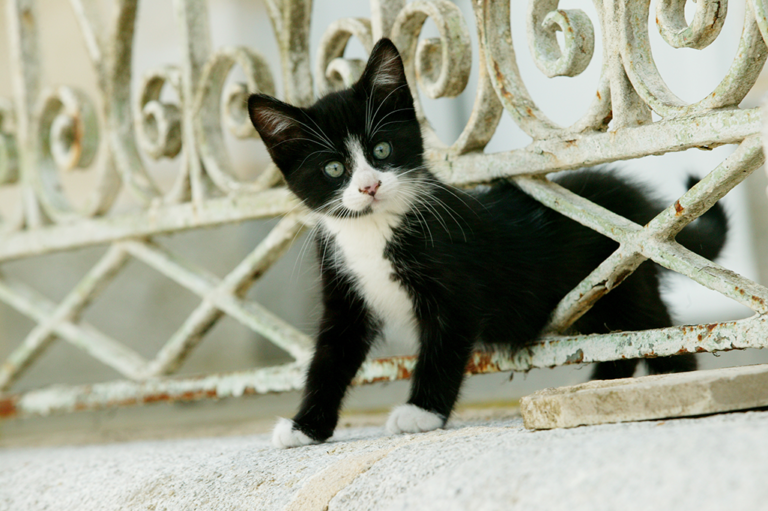 chat tombé du balcon