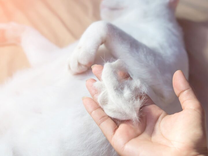 un chat qui perd des touffes de poils
