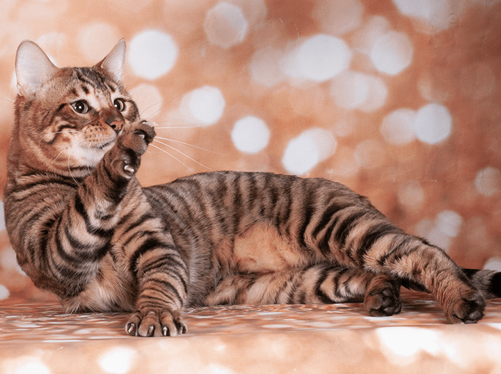 un chat toyger