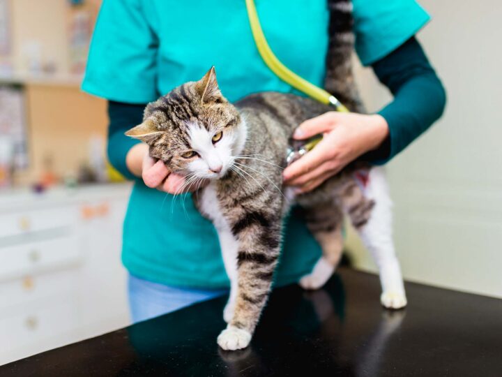 tarif vétérinaire chat