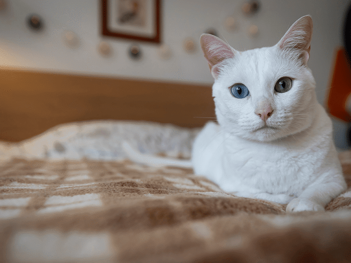 un chat aux yeux vairons