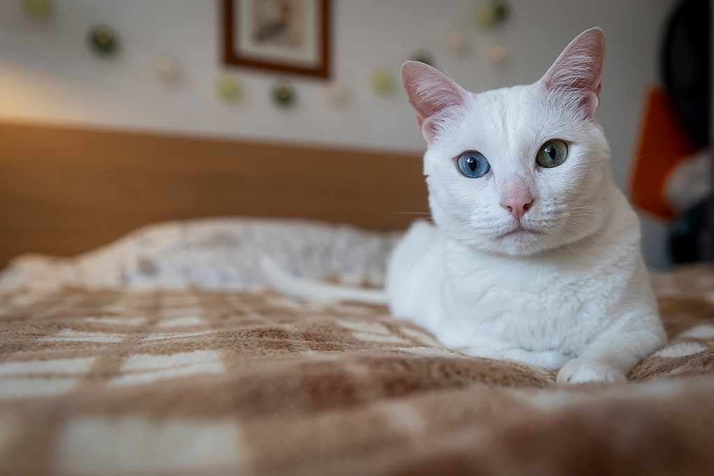 un chat aux yeux vairons