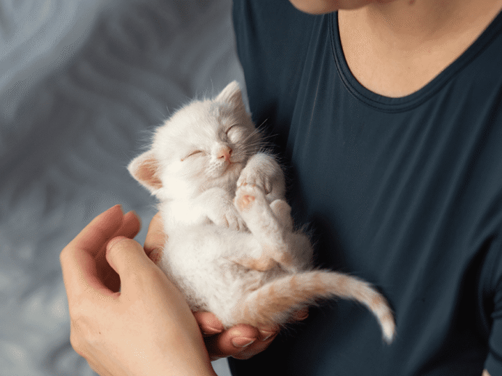 le calendrier des soins pour un chaton