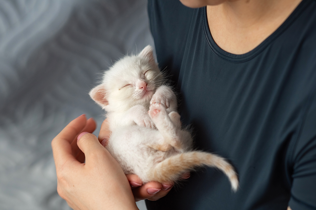 le calendrier des soins pour un chaton