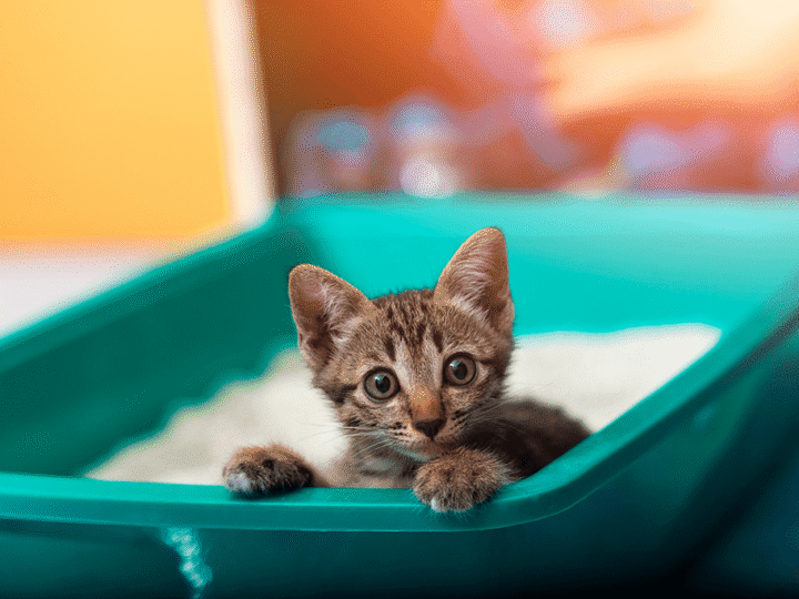 la diarrhée chez le chaton