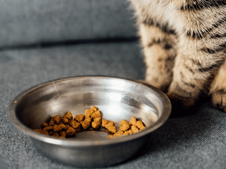 un chaton mange les croquettes du chat adulte
