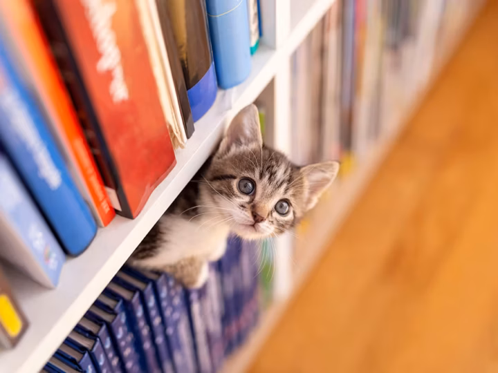 chaton qui fait des bêtises