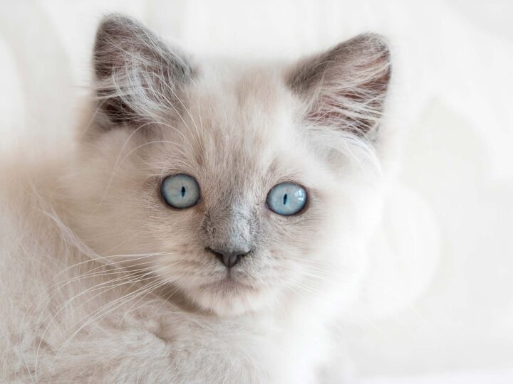 le chaton naît avec les yeux bleus