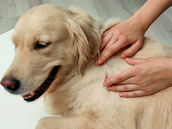 Une tique sur un chien