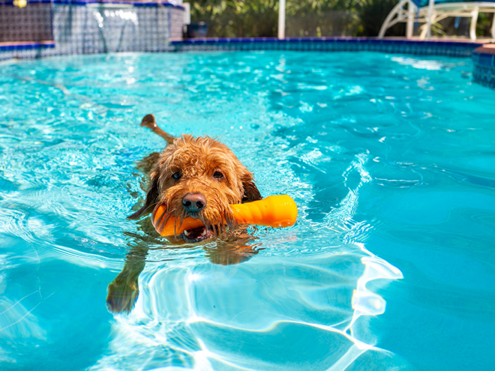 un chien qui se baigne dans une piscine