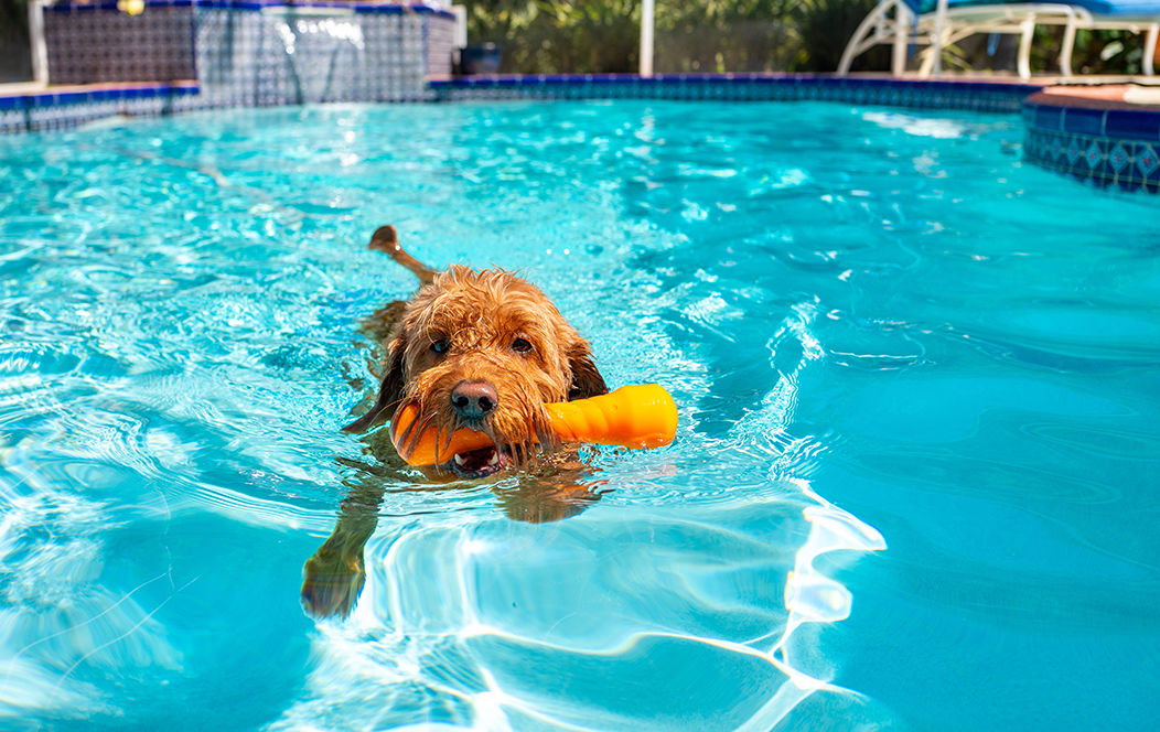 un chien qui se baigne dans une piscine