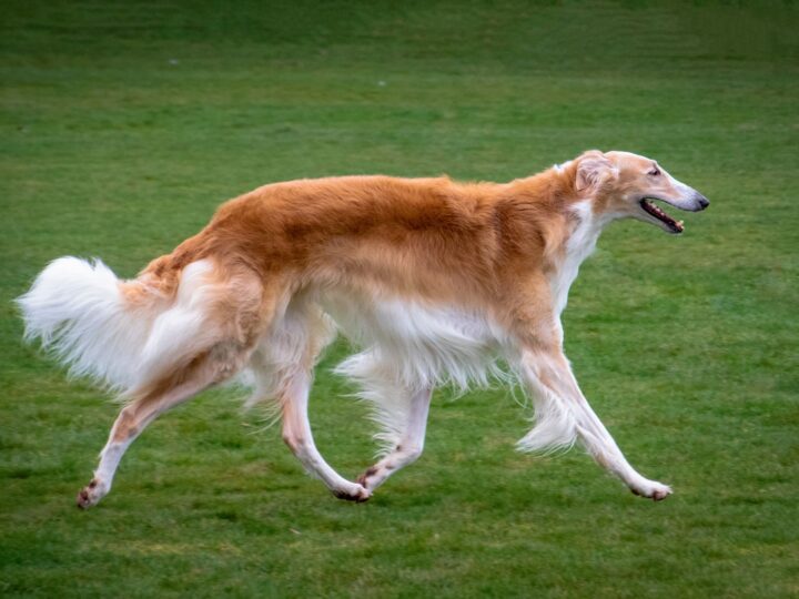 un chien barzoi