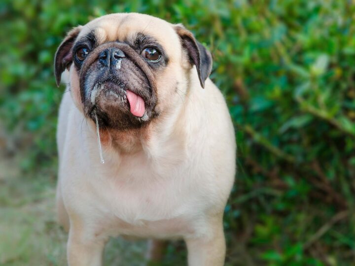 Mon chien bave