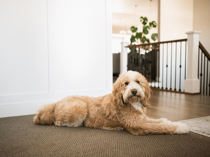 un chien bernedoodle
