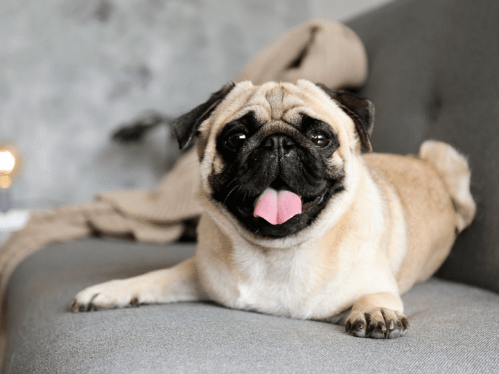 le chien brachycéphale