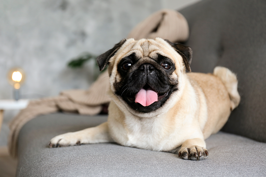 le chien brachycéphale