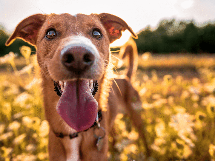 le chien et la canicule