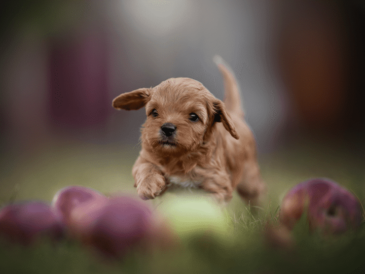 un chien cavapoo