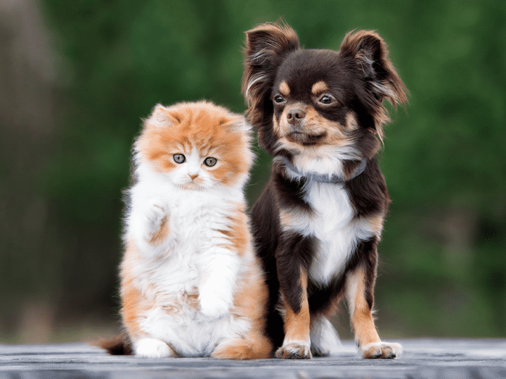 un animal droitier ou gaucher