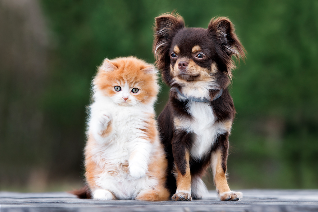 un animal droitier ou gaucher