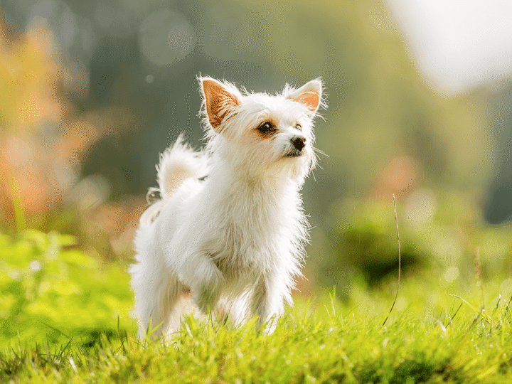 un chien chorkie