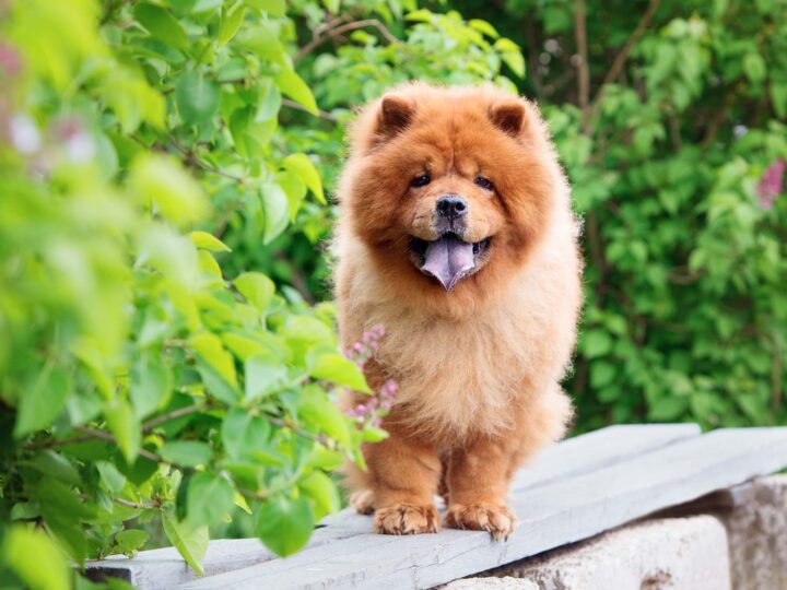 la race de chien chow chow