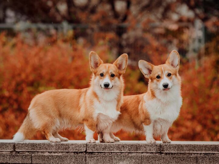 un welsh corgi pembroke