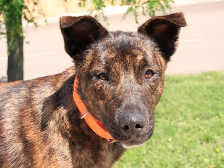 un chien corse