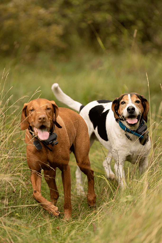 alimentation chien courant de halden