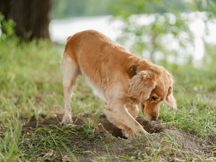 le chien creuse des trous dans le jardin