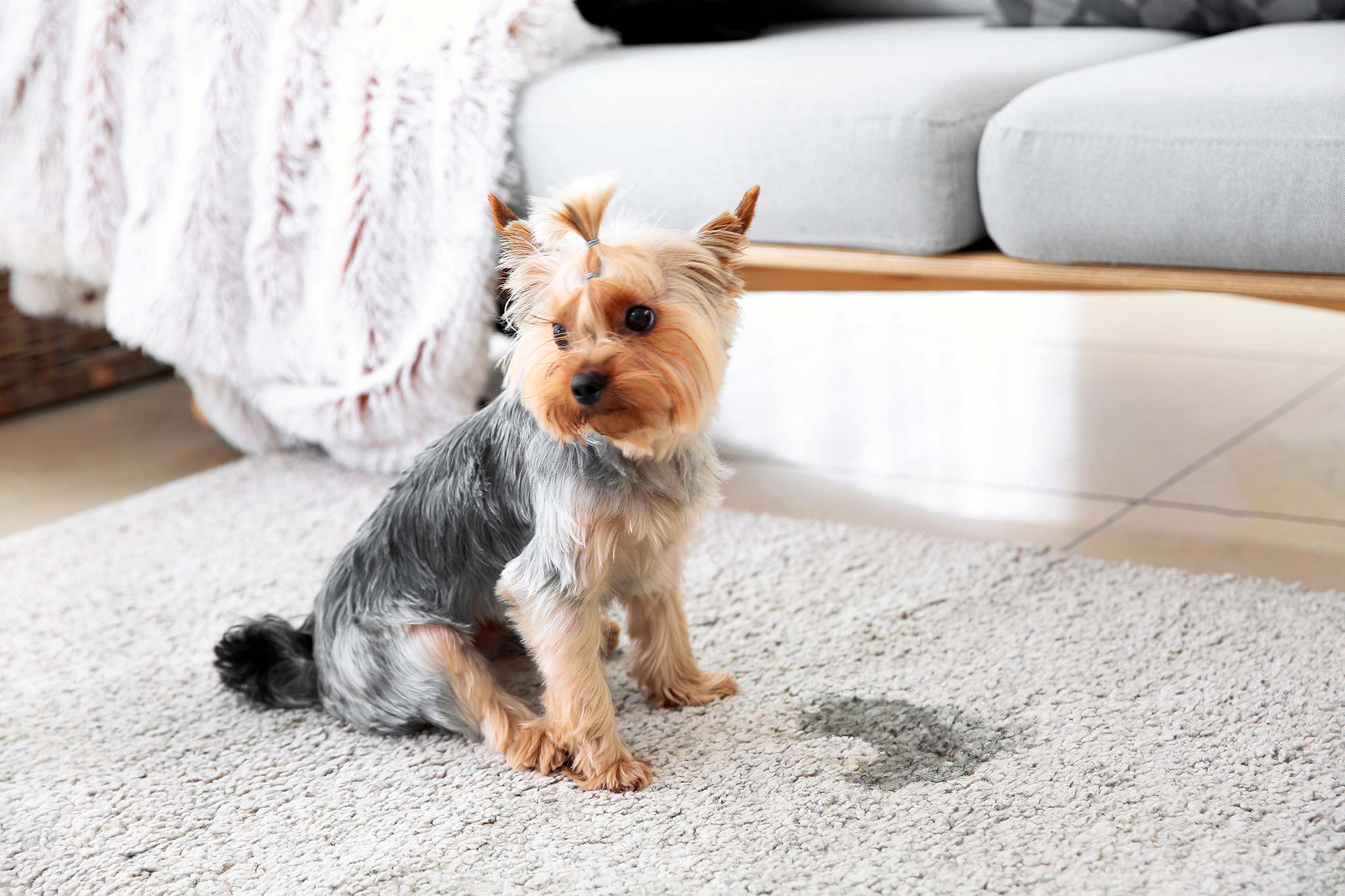 Chien qui fait pipi dans la maison