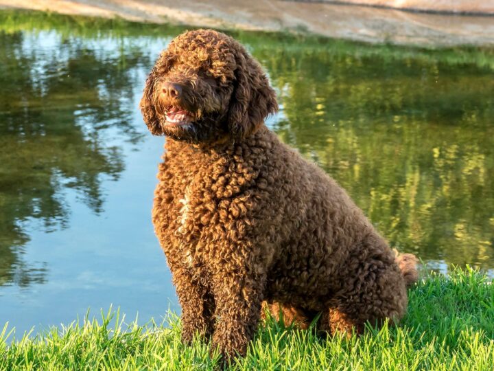 un chien d’eau espagnol