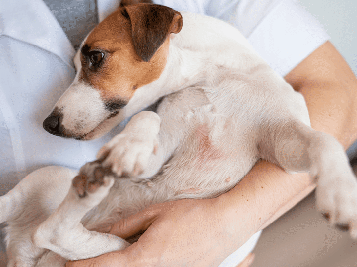 la dermatite atopique canine chez le chien