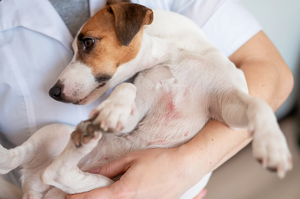 la dermatite atopique canine chez le chien