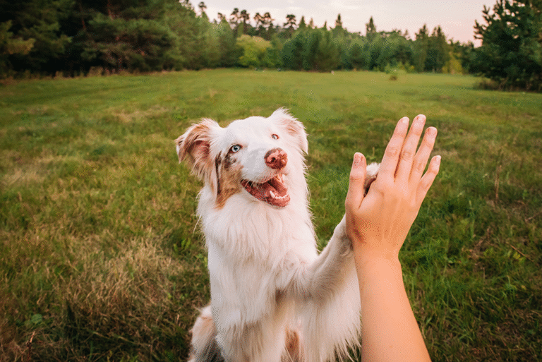 le chien double merle