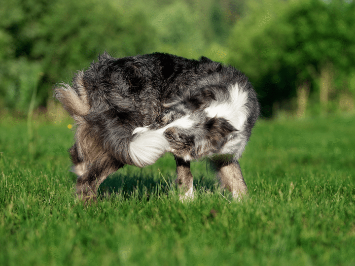 mon chien essaie d'attraper sa queue