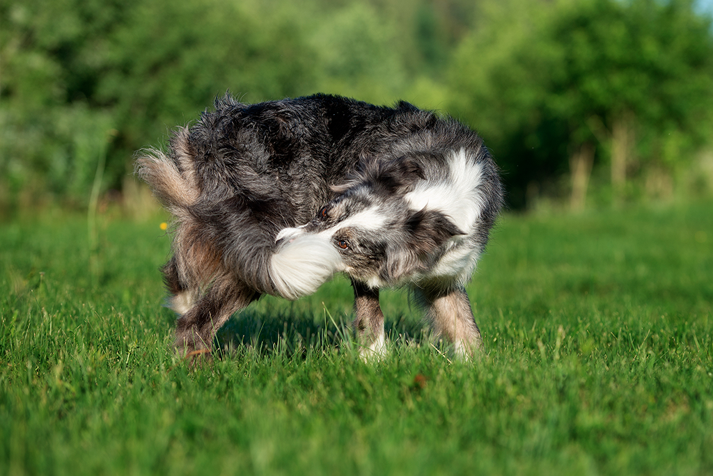 mon chien essaie d'attraper sa queue