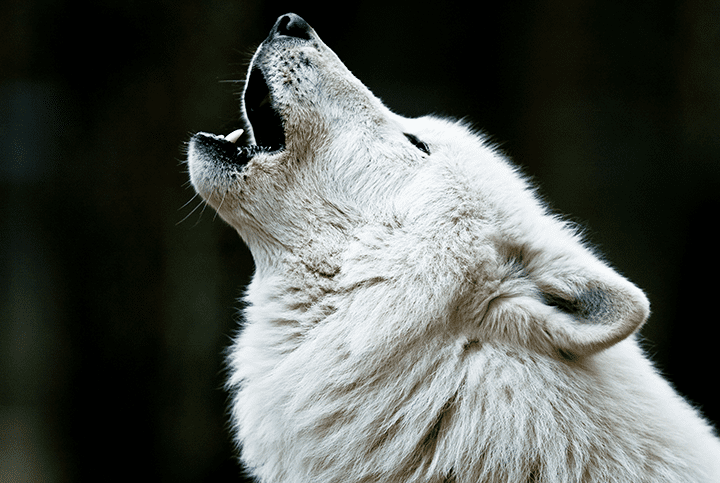 mon chien fait le loup